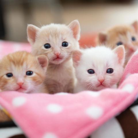 Four small kittens looking at the camera on a pink and white spotted blanket