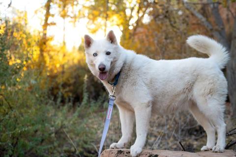 meta description image