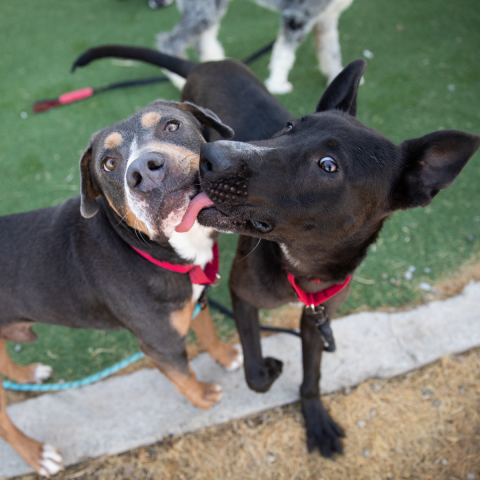 Two dogs playing, with the dog on the right licking the face of the dog on the left