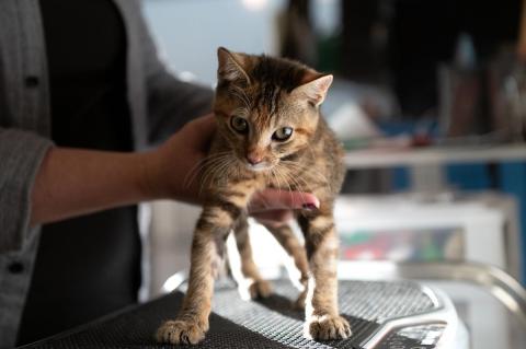 meta description image