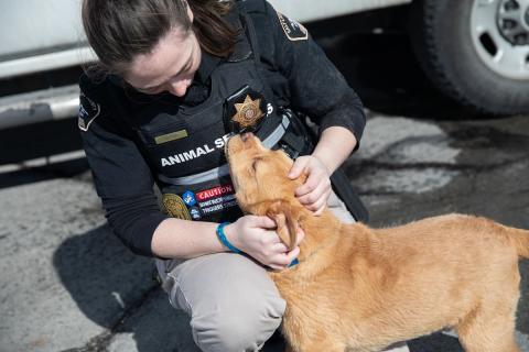 meta description image