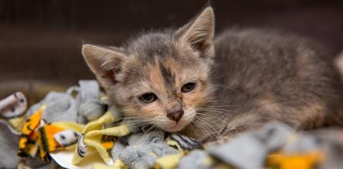Kitten lying on multi-colored blanket