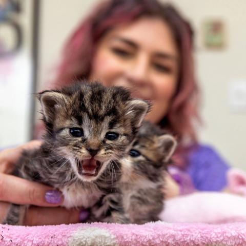 Woman in background with two baby kittens in the foreground