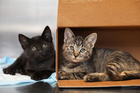 meta description image