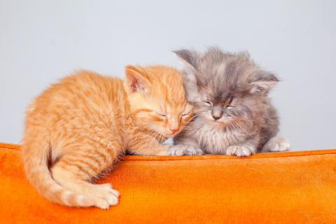 meta description image