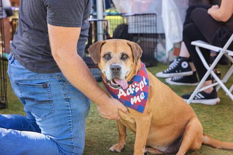 Person reaching down to pet a gray-muzzled brown dog wearing an Adopt Me bandanna