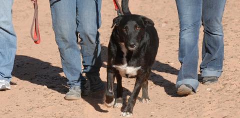 Dealing with Leash Reactivity