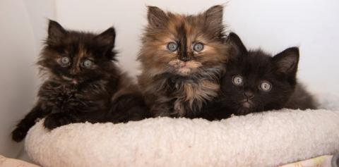 Three kittens lying in a white cat bed