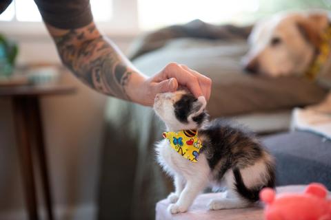 meta description image