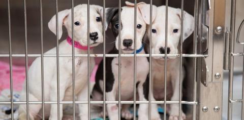 Three white puppies sitting together in a kennel