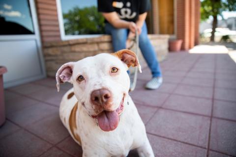 Smiling white and brown dog with tongue out, relaxing on a shelter patio with a volunteer holding the leash in the background.