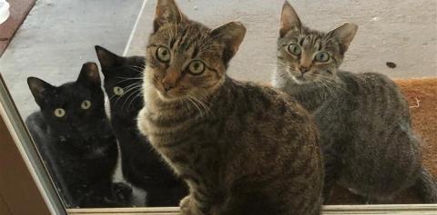 Cats sitting together on door mat