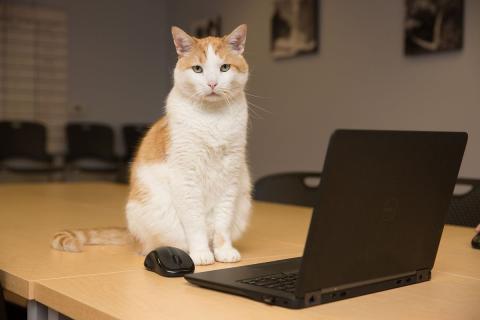 meta description image