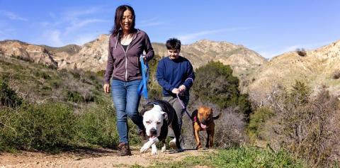 Two people walking dogs in the desert