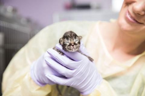 meta description image