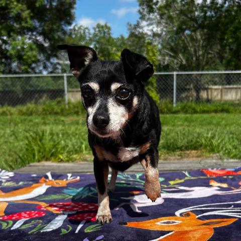 Close up of a small black dog on a blanket outside