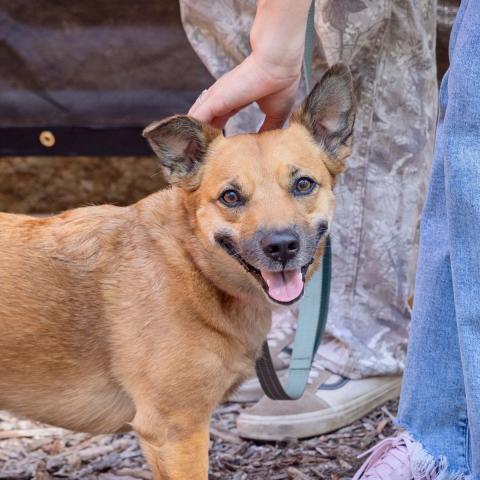 Brown dog on a leash between two people. One person is petting the dog, who is looking at the camera.