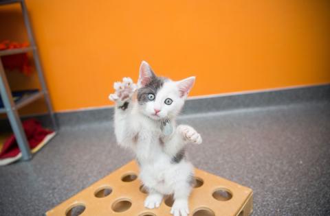 meta description image