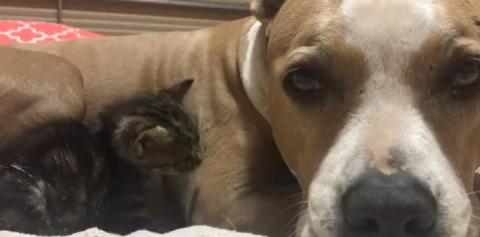Gray pit bull snuggling with black kitten