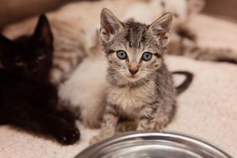 meta description image