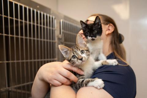 meta description image