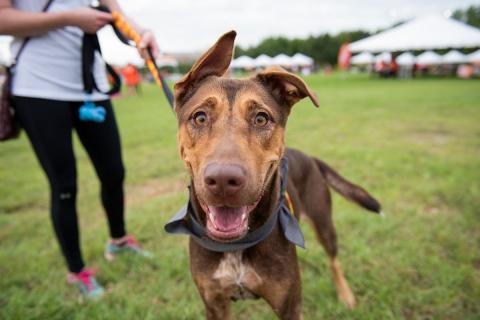 meta description image