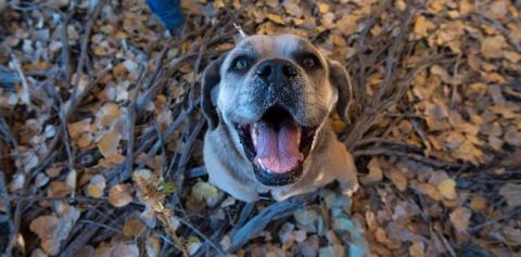 Brown and white dog looking at camera with mouth open