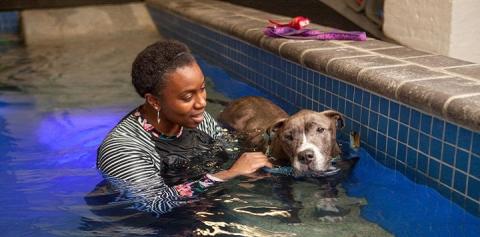 Woman in pool with brown pit bull dog to her right