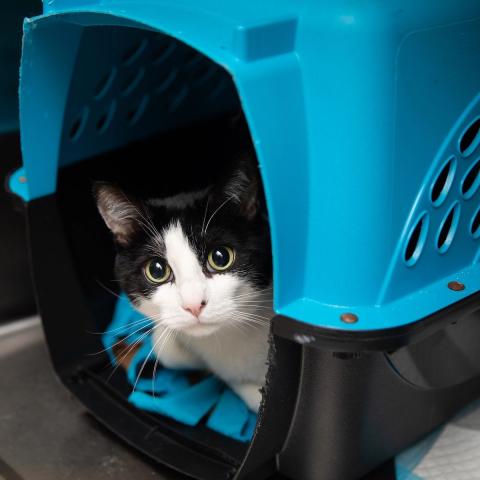 A black and white cat peeking out of a bright blue and black carrier
