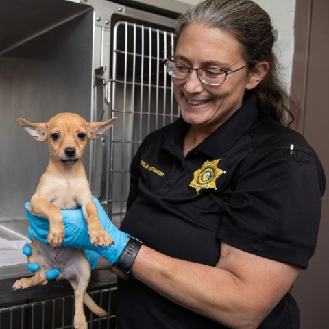 Woman in a animal care officer uniform holding a small chihuahua 