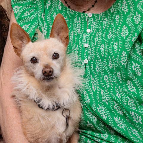 Older woman in a green shirt with a small tan-colored dog looking at the camera