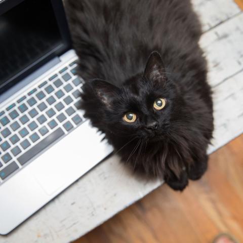 Black cat sitting on top of a laptop and looking up at the camera