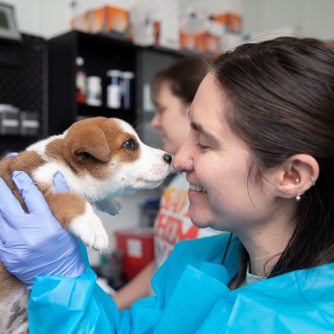 A woman in a surgical gown with a white and brown dog kissing her nose