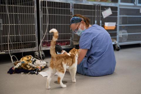 meta description image