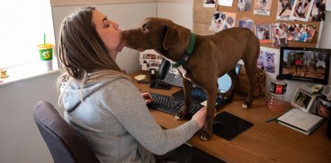 Brown dog standing on desk licking woman in gray sweathshirt's face