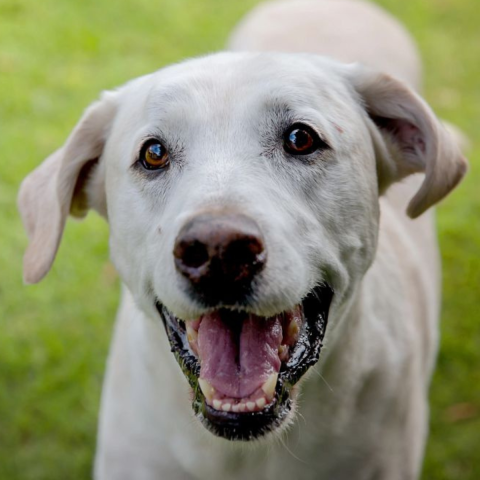 Close up of a white lab dog with its mouth slightly open looking at the camera