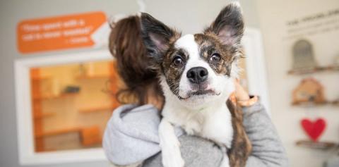 Brown and white dog looking over person's shoulder with orange sign in background
