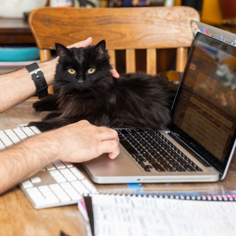 Black cat next to man working on laptop. The man is petting the cat while typing.
