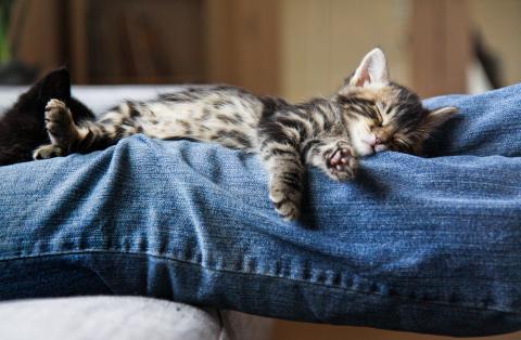 Tabby kitten sleeping on a person's legs who is wearing blue jeans