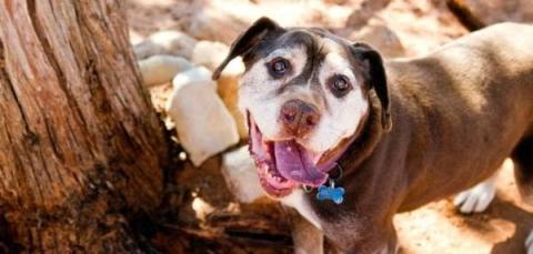 Senior brown dog with tongue out standing beside a tree