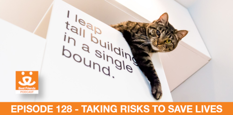 tabby cat high up on a shelf in an animal adoption center