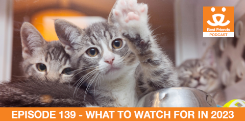 Three gray tabby kittens