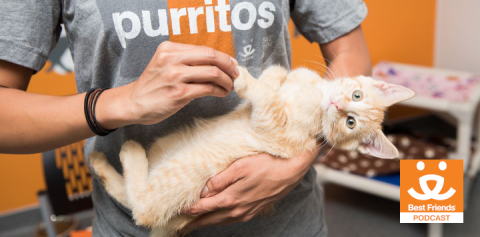 person holding a kitten
