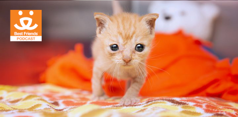 newborn orange kitten