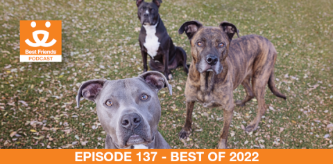 Three big dogs outside on grass looking into the camera 