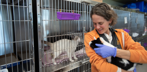 Vet holds cat after surgery