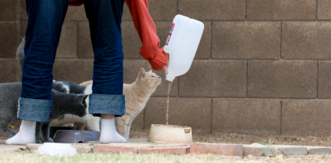 person giving an outdoor cat water
