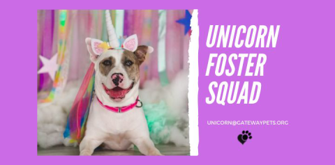 Dog dressed as a unicorn