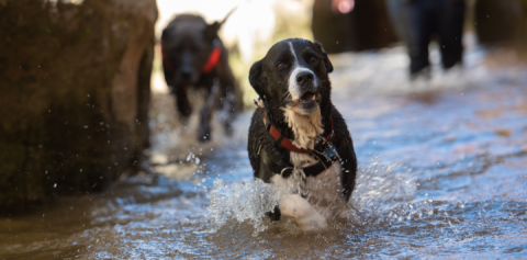 Dog in creek
