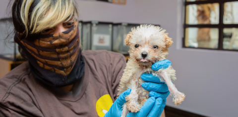 woman holding neonatal puppy